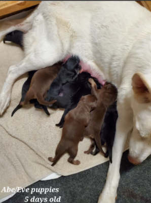 Abe and Eve Litter