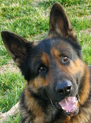 Reichen - a Rosehall Shepherds Male