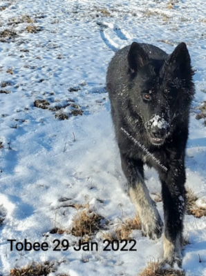 A Rosehall Shepherds Female